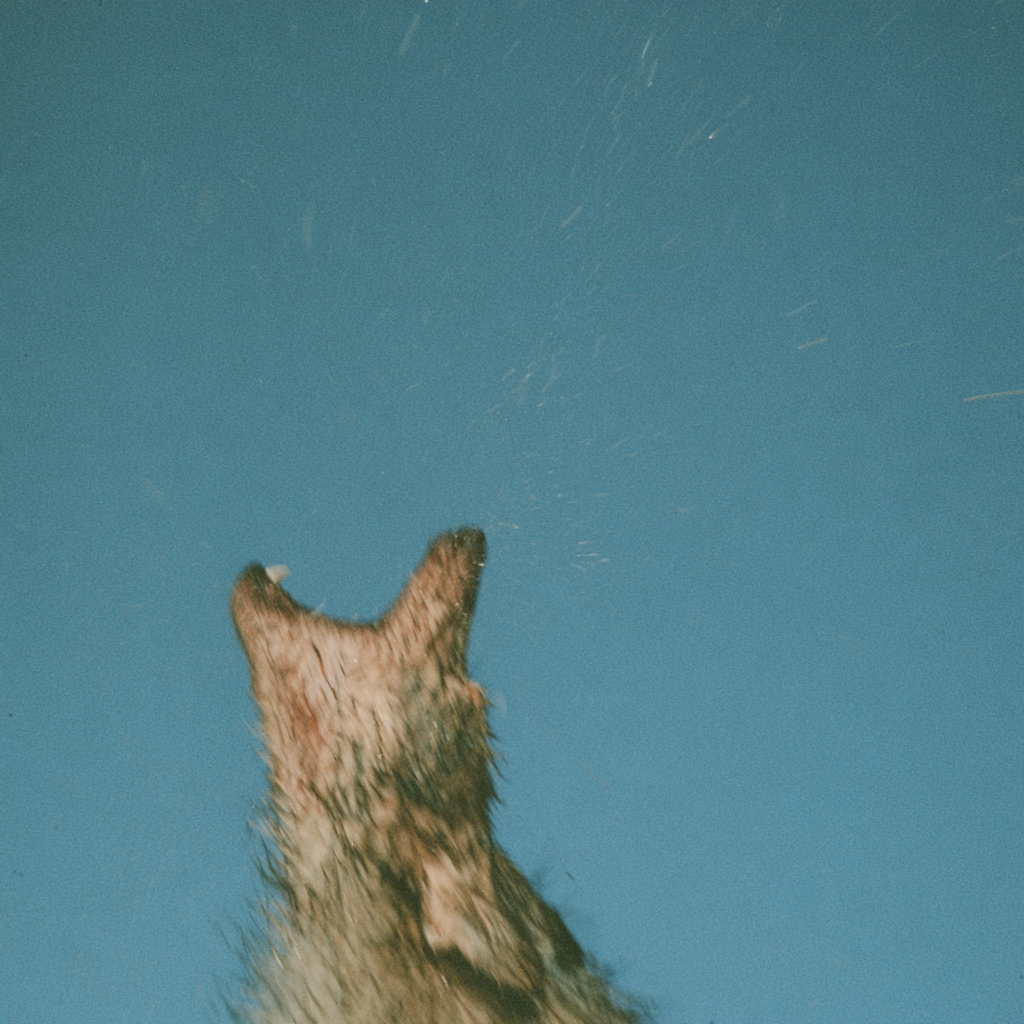 Blurred dog silhouette in the lower part of the frame with a large blue area above